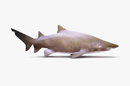 Preview: Ragged-Tooth Sand Tiger Shark