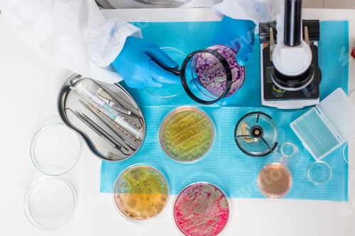 Preview: Examine bacteria in petri dishes in the laboratory. Selective focus.