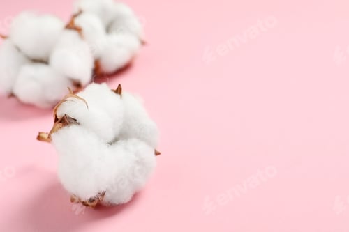 Preview: Beautiful cotton fluffy flowers on pink background, closeup. Space for text
