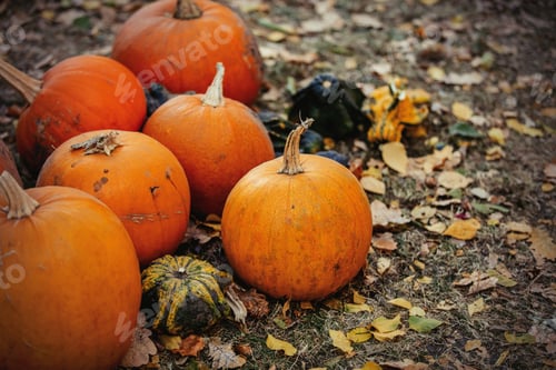 Preview: group of a yellow pumpkins on a ground