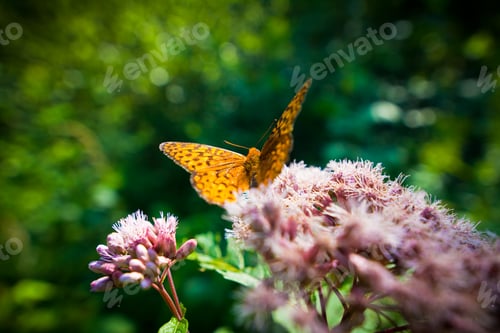 Preview: Close up of a butterfly on a flower