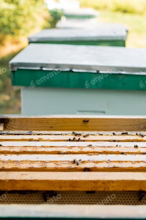 Preview: selective focus of bees on beehive on apiary, blurred background