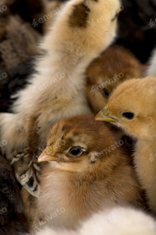 Preview: Close-up of group of chicks