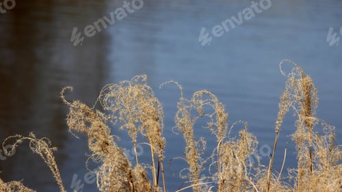 Preview: Dried Curly Grass With Pond In Background - Photograph Of Some Stalks Of Dried Curly Grass With A