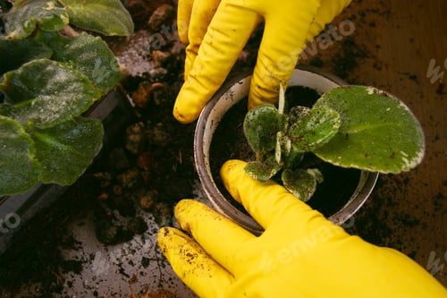 Preview: men's hands yellow gloves planting leaves of home violet in pot pours soil on background of flowers
