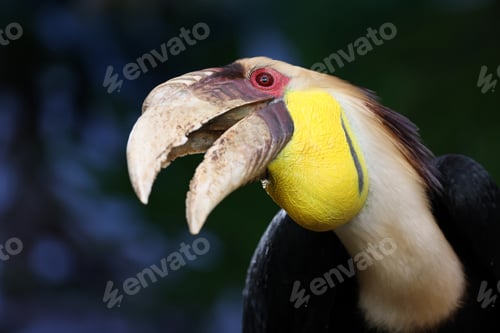 Preview: The wreathed hornbill (Rhyticeros undulatus) close up shot