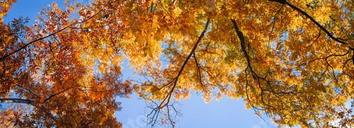 Preview: Beautiful Autumn Background