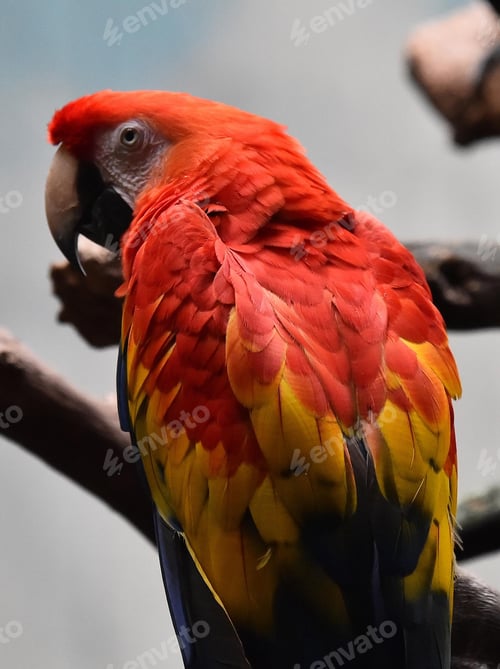 Preview: bird, parrot, Scarlet, Macaw