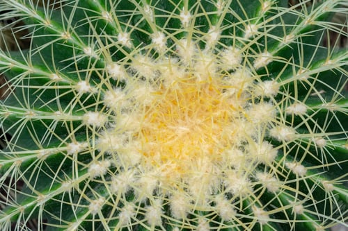 Preview: Closeup of barrel cactus