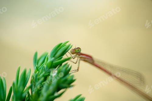 Preview: Dragonfly