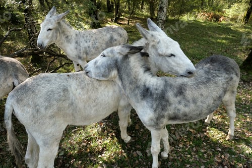 Preview: Playful donkeys interact in a lush green forest during sunny daylight