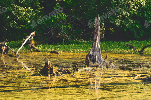 Preview: Serene swamp landscape with tree stumps and green foliage in the background