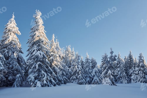 Preview: Clear blue sky. Magical winter landscape with snow covered trees at daytime