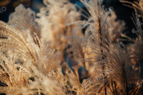 Preview: Miscanthus (Maiden Grass) at Sunset in Chicago