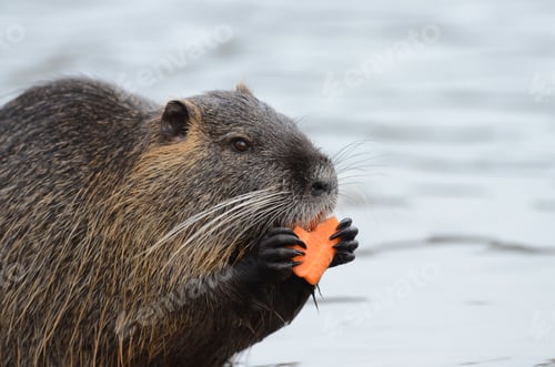 Preview: Beaver eating a carrot while standing near the water