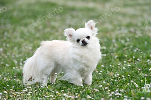 Preview: chihuahua in nature