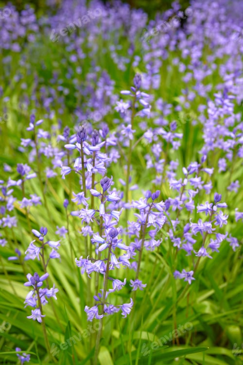 Preview: Bluebells in my garden