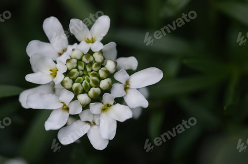 Preview: Iberis flowers blooming in a garden