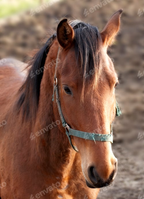 Preview: An evening photo of the head of a brown horse