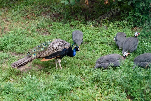 Preview: Male peacock and few pheasants