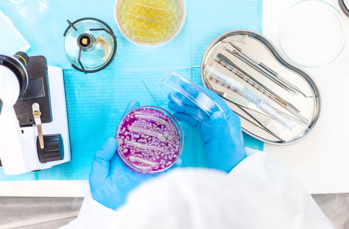 Preview: Examine bacteria in petri dishes in the laboratory. Selective focus.