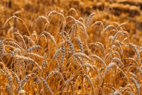 Preview: Close up of ripe wheat ears. Beautiful backdrop of ripening ears of golden field.