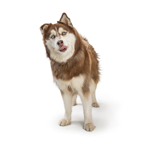 Preview: Alaskan Malamute Dog Sticking Tongue Out