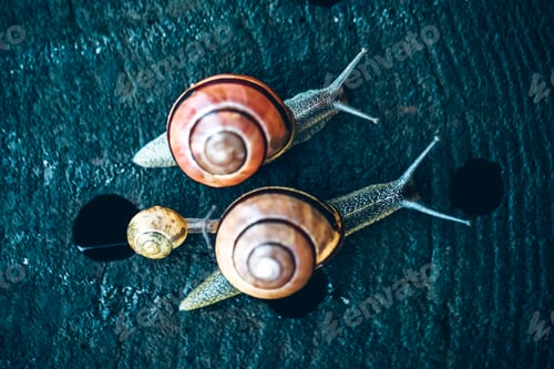 Preview: Top view of the snails on the black rocky surface