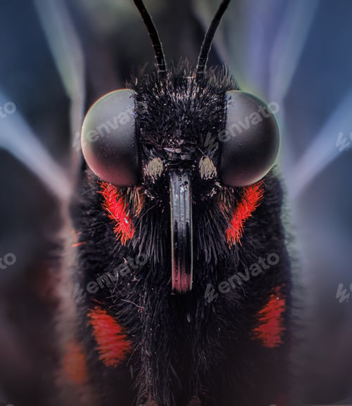 Preview: Mocro of a black butterfly