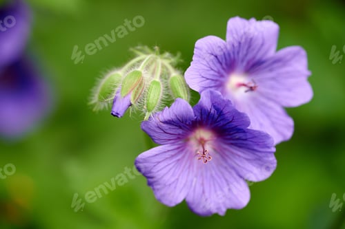 Preview: Blue Geranium