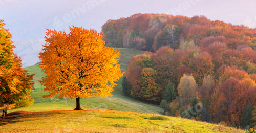 Preview: Majestic beech tree with sunny beams