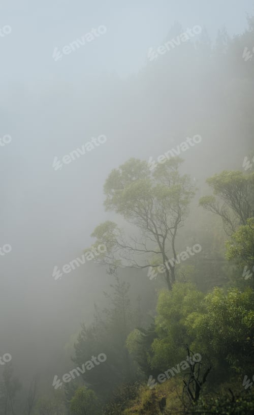 Preview: Forested mountain slope in low lying fog with the evergreen conifers and eucalyptus shrouded in mist