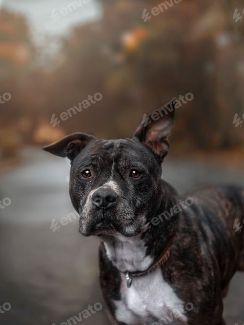 Preview: Portrait of American Staffordshire Terrier.
