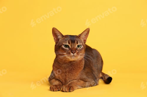 Preview: Beautiful Abyssinian cat on yellow background. Lovely pet