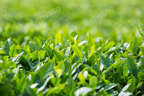Preview: tea tree leaves closeup