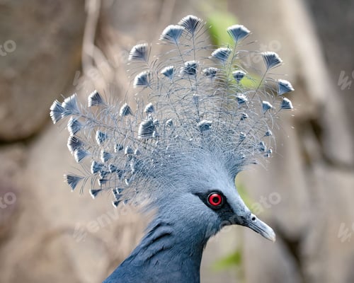 Preview: Portrait of a delicate Victoria Crowned Pigeon against soft focus rock background, Goura victoria