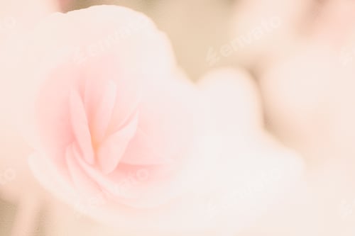 Preview: Sweet Color Roses In Soft Color For Flora Background