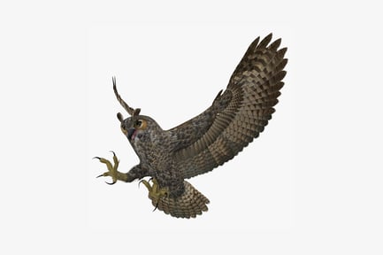 Preview: Owl in flight with spread wings