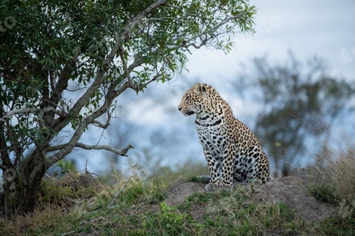 Preview: The side profile of a leopard, Panthera pardus, sitting on a mound.