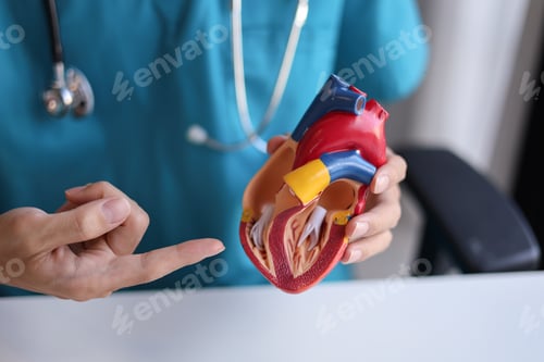 Preview: Doctor using heart model to explain blood flows direction.