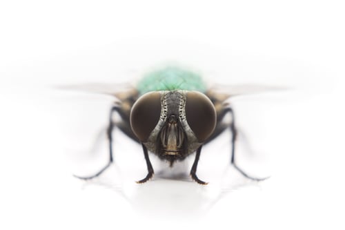 Preview: fly