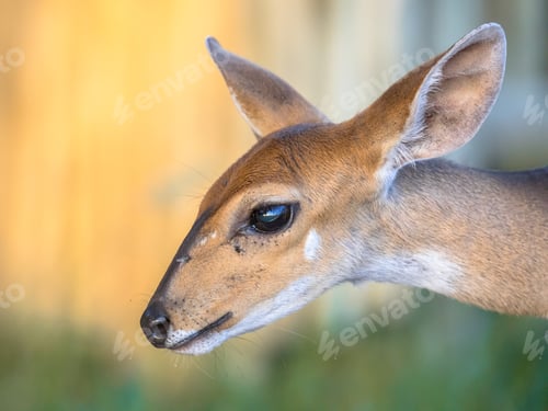 Preview: Bushbuck cute face