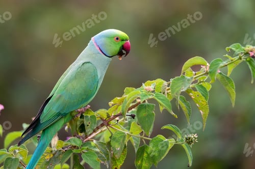 Preview: Rose-ringed parakeet or Psittacula krameri known as the ring-necked parakeet