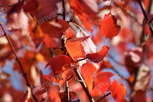 Preview: Autumn in Red