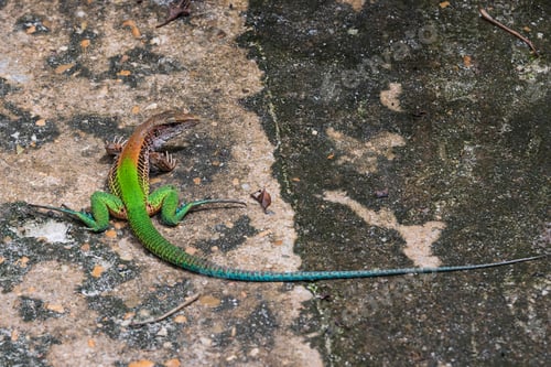 Preview: Fauna della foresta pluviale