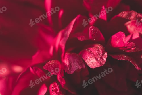 Preview: Red pink flowers peonies close-up. Vintage toning
