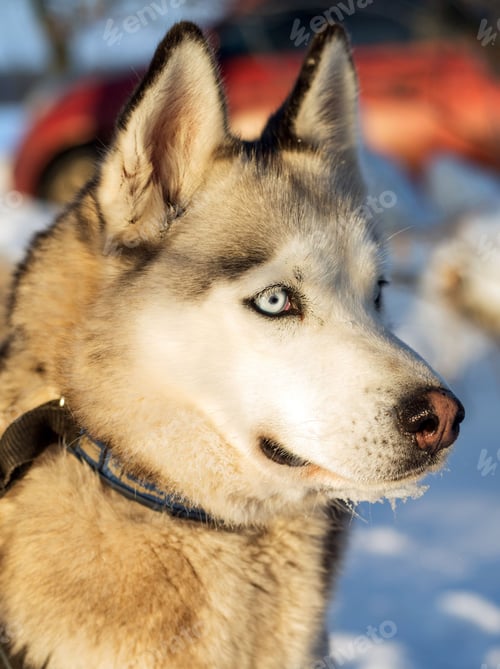 Preview: dog, siberian husky, pets, dogs, wilderness