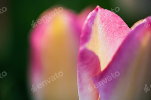 Preview: Closeup selective focus shot of an amazing tulip flower
