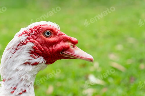 Preview: White Muscovy duck with red face. Close up on green grass