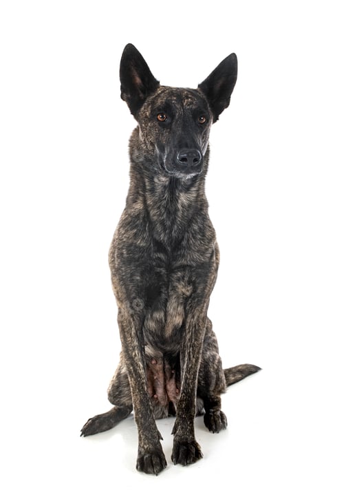 Preview: Dutch Shepherd in studio